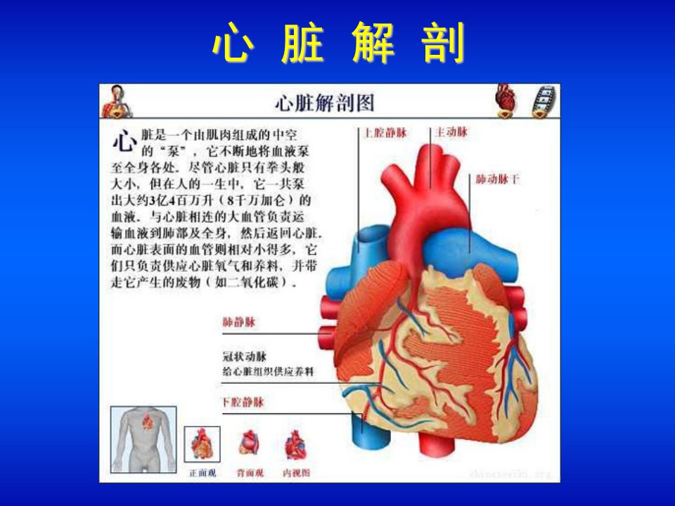 核医学心血管系统课件