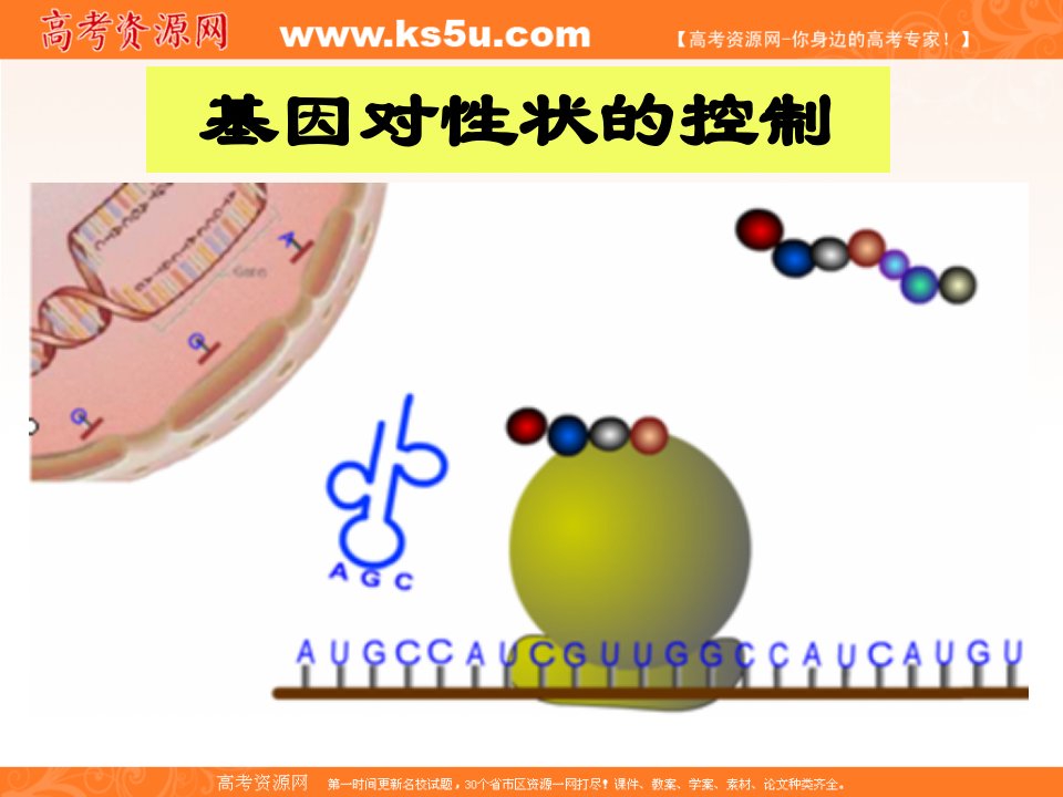 生物课件：基因对性状的控制专题复习