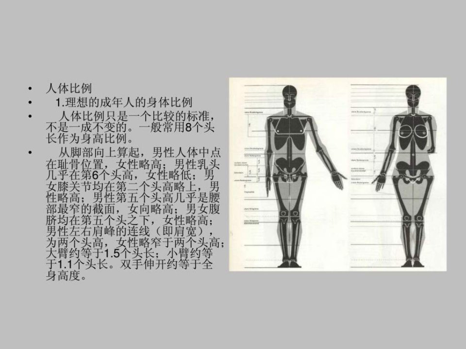 艺术用人体完整比例骨骼1.ppt