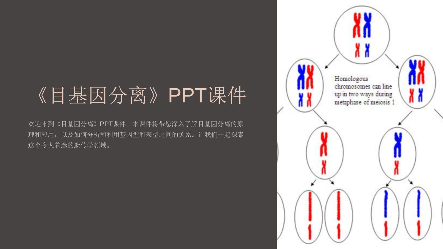 《目基因分离》课件