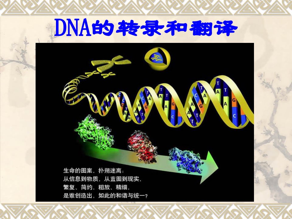 DNA的转录和翻译