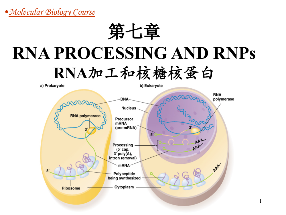 分子生物学RNA加工和核糖核蛋白ppt课件