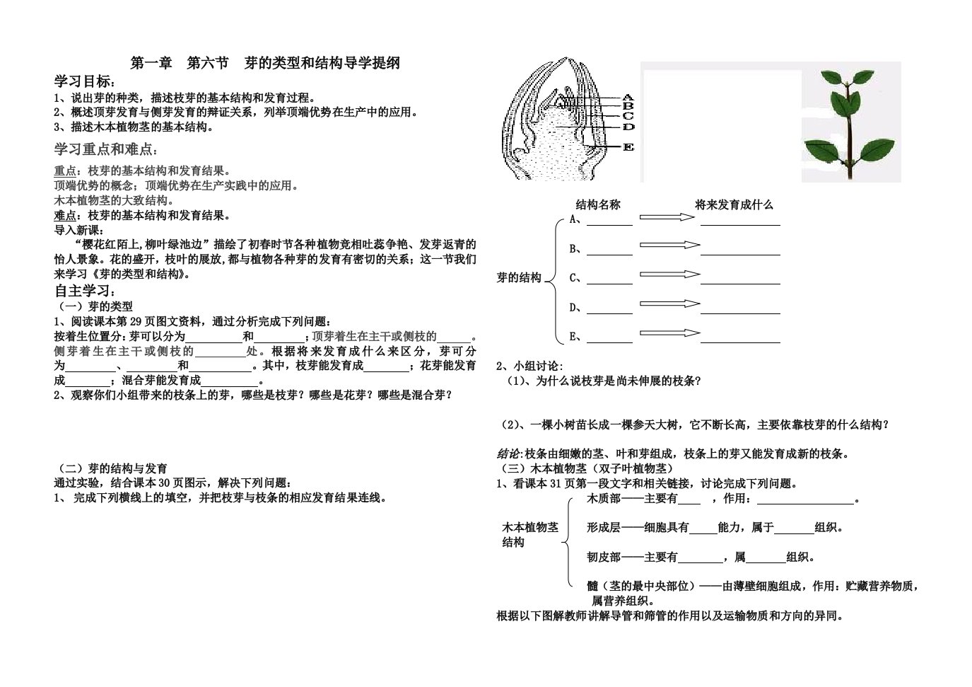 八年级生物上册第四单元第一章第六节芽的类型和结构