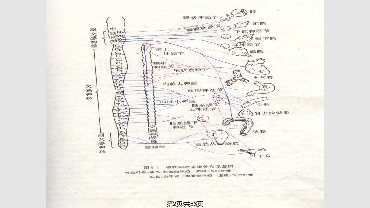 神经递质肾上腺素