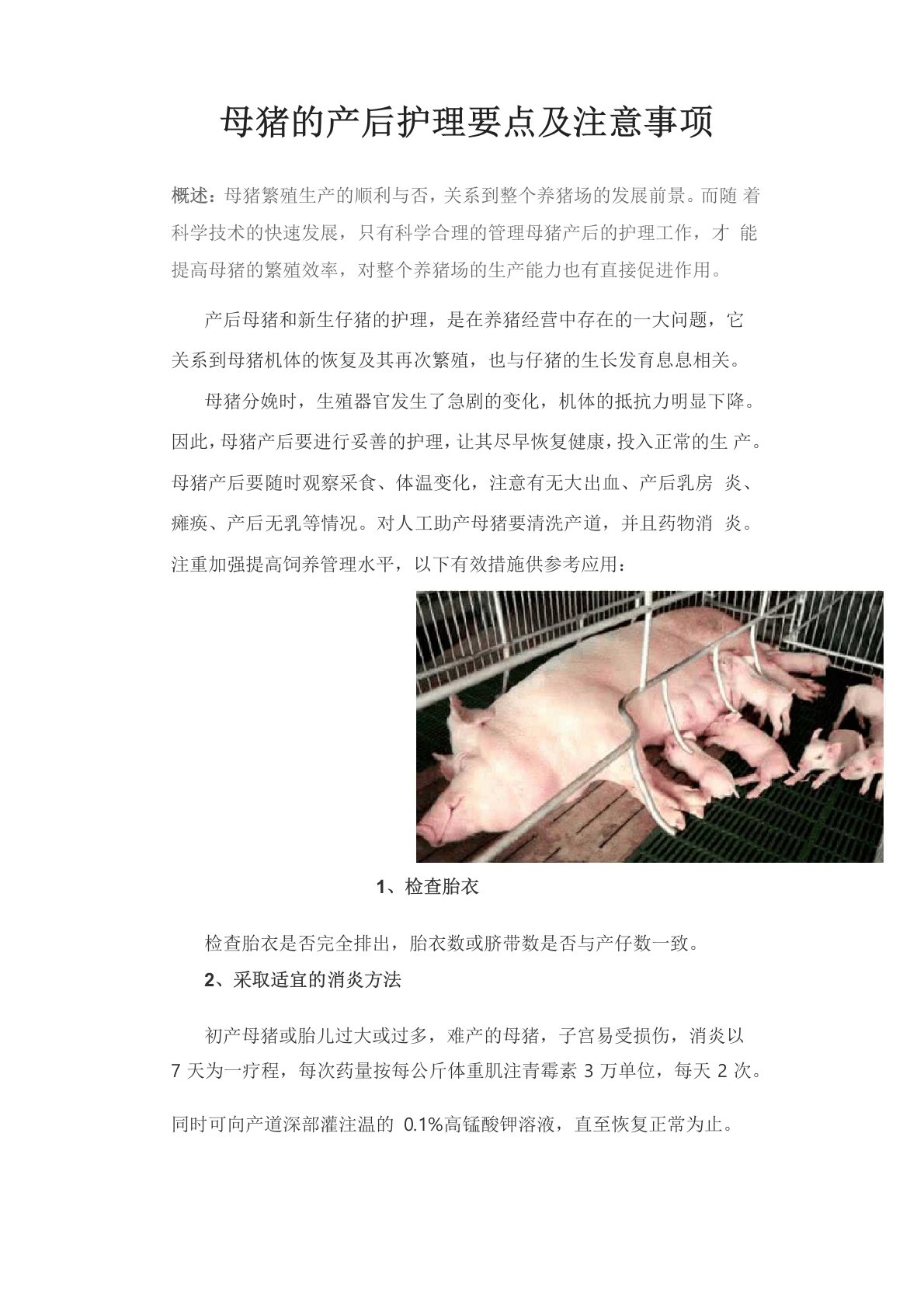 母猪的产后护理要点及注意事项