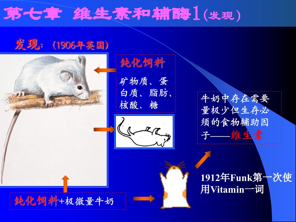 天津大学生物化学07第七章课件维生素和辅酶