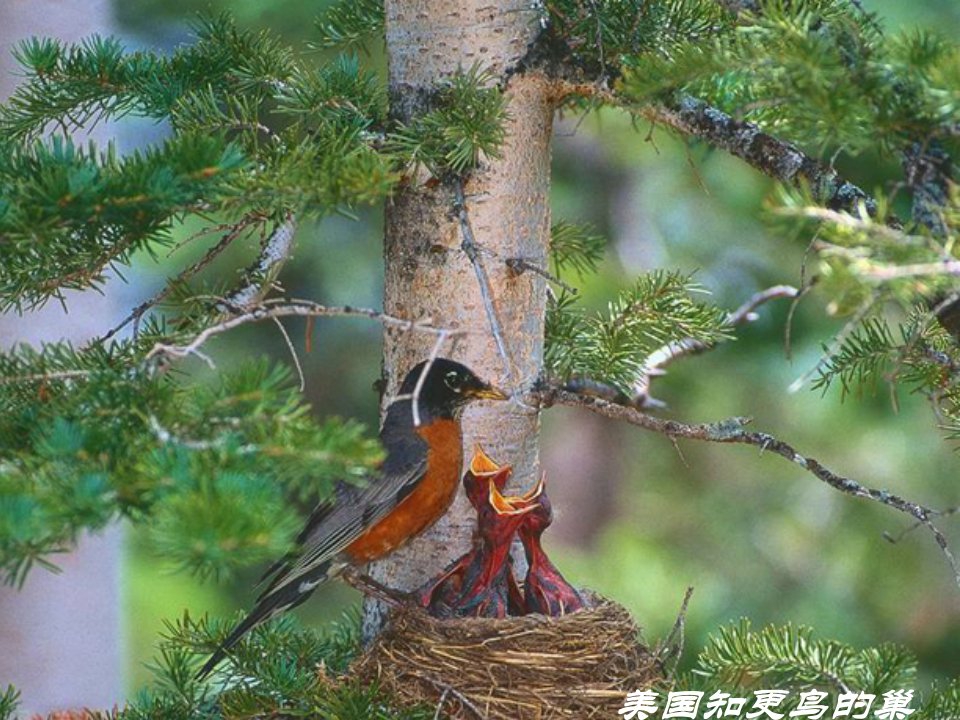 八年级下册人教版生物课件鸟的生殖和发育