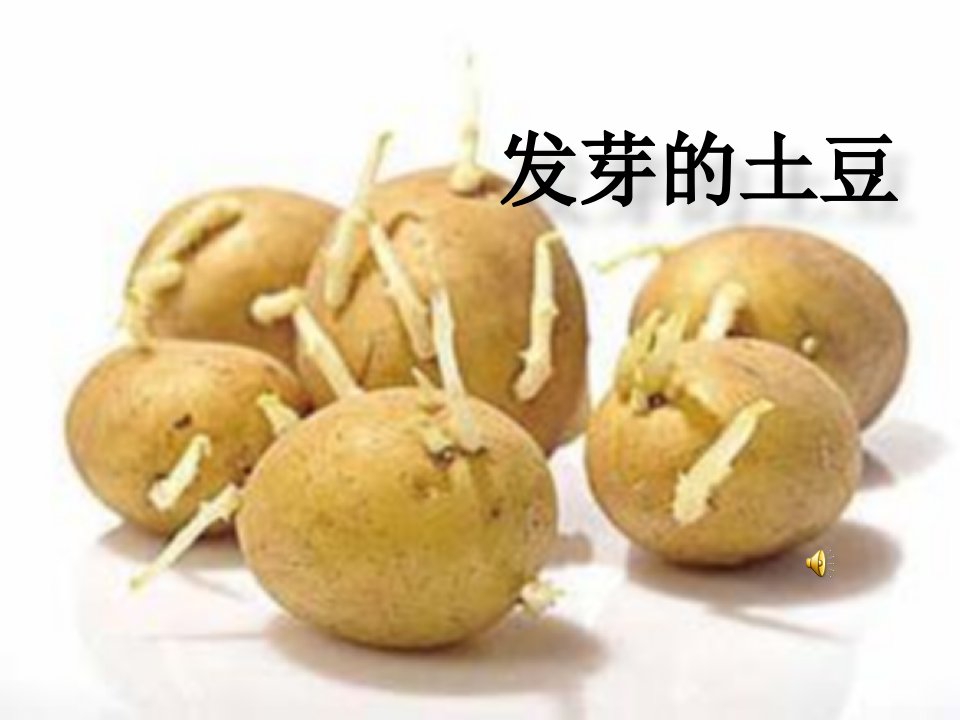 小小土豆