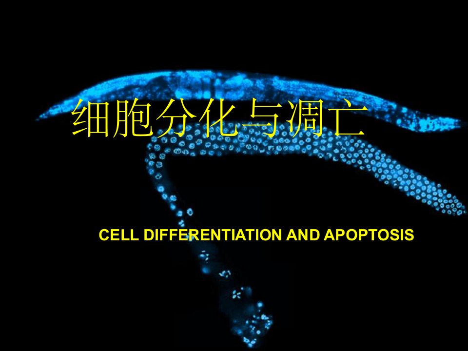 《细胞分化与凋亡》