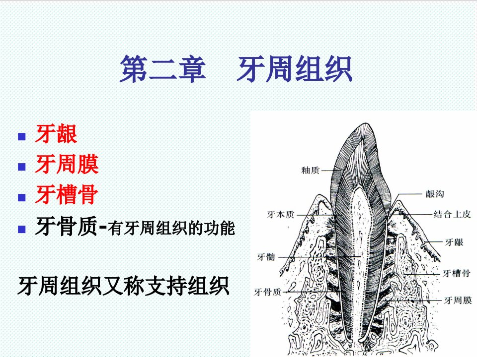 组织设计-第2章牙周组织