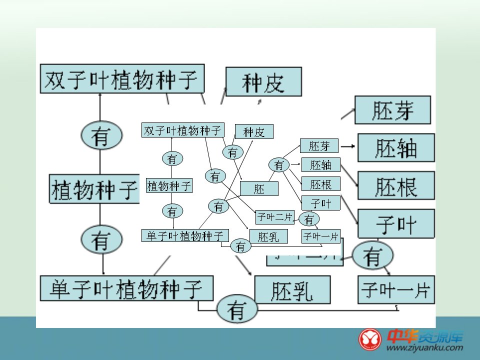 生物北师大版七年级上册全套备课精选课件第6章绿色开花植物的生活史