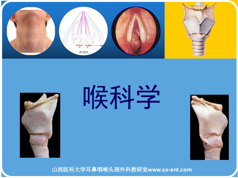 喉的解剖与生理课件