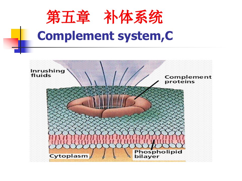 高美华医学免疫学第五章补体系统