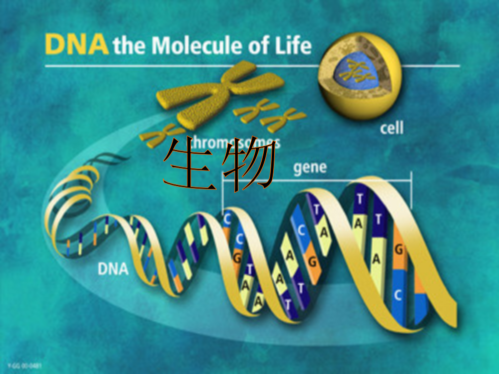 细胞核是遗传信息库课件-[初中生物-教学课件-执教课件]