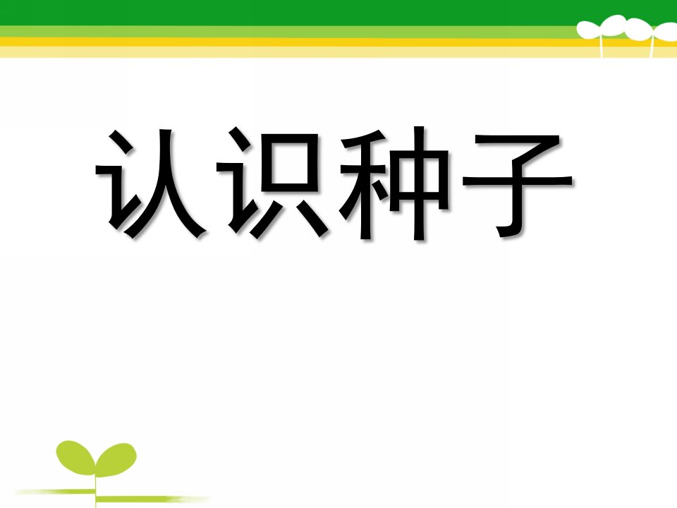 中班科学《认识种子》PPT课件教案幼儿中班认识种子