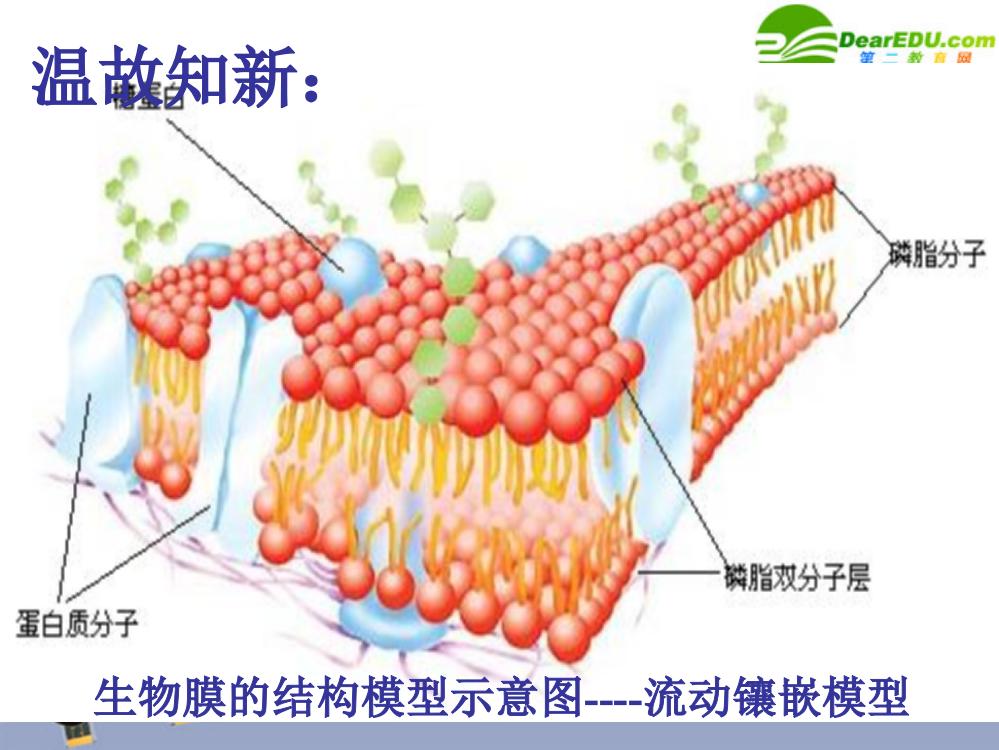 高中生物-物质跨膜运输的方式公开课-新人教版必修