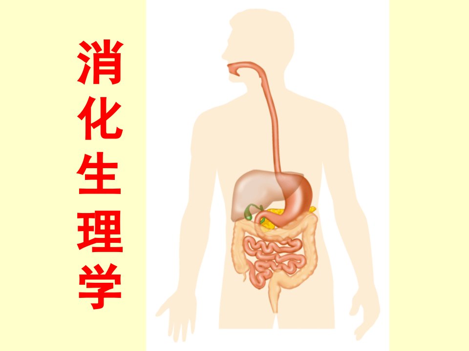 生理学消化系统知识