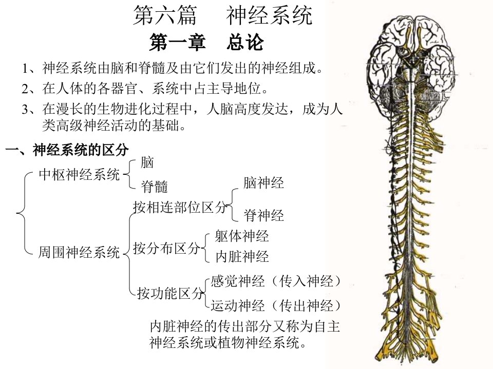 神经系统总论脊髓(1)