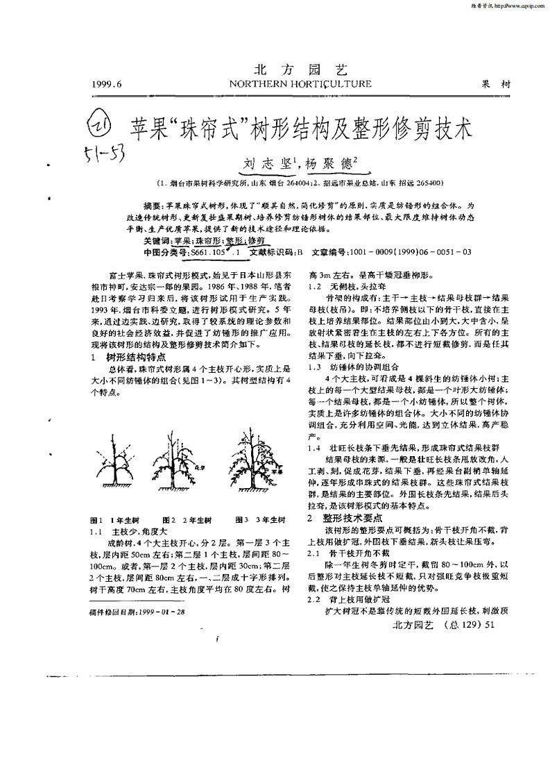 苹果“珠帘式”树形结构及整形修剪技术