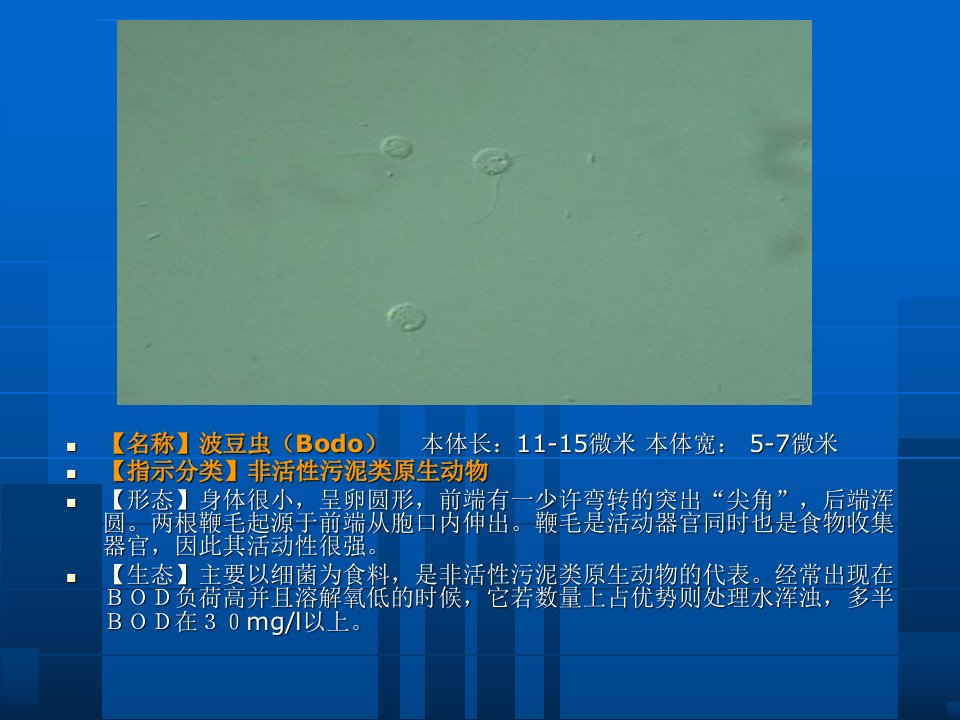 活性污泥虫普ppt课件