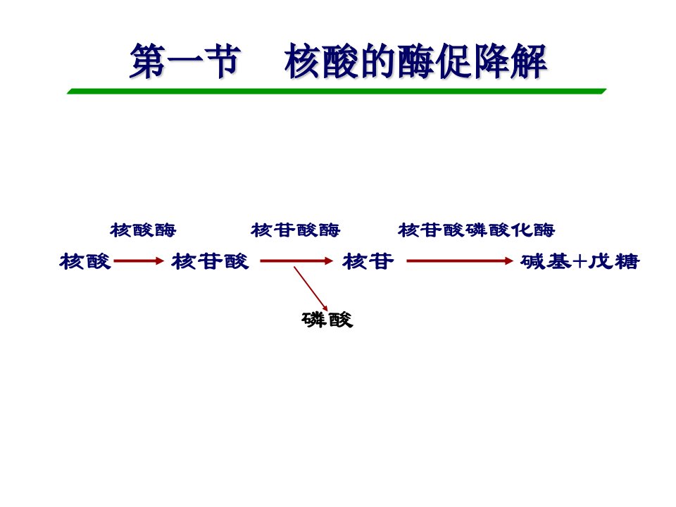 一节核酸酶促降解课件