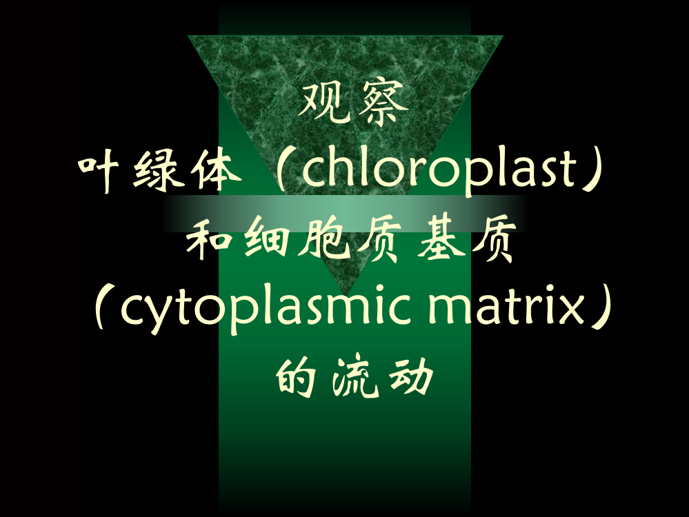 观察叶绿体chloroplast和细胞质基质cytoplasmicmatrix的流动ppt课件