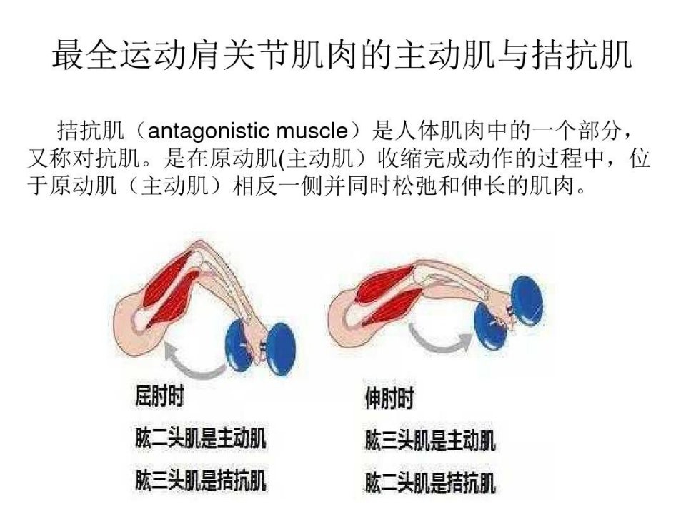 最全运动肩关节肌肉的主动肌与拮抗肌