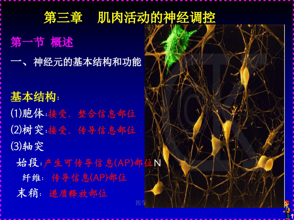 运动生理学--肌肉活动的神经控制