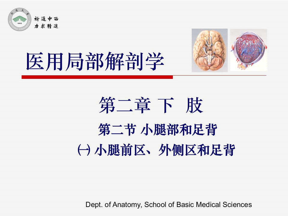 医用局部解剖学-小腿前区、外侧区和足背