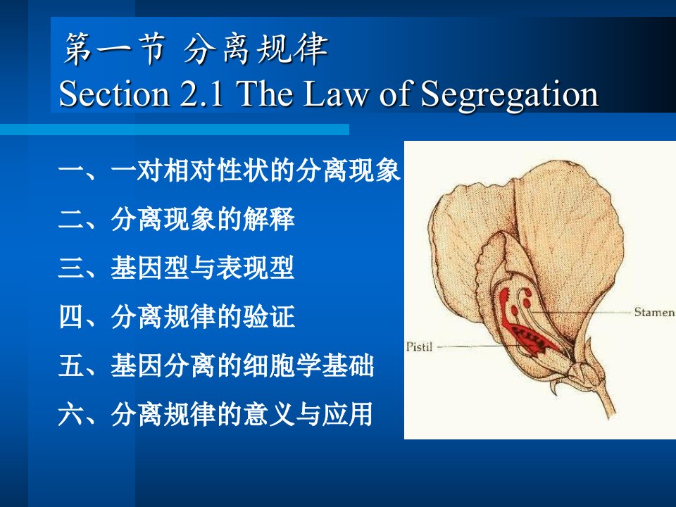 医学遗传学第一节分离规律课件