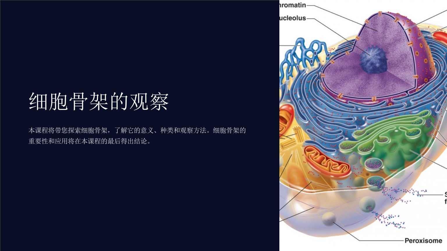 《细胞骨架的观察》课件