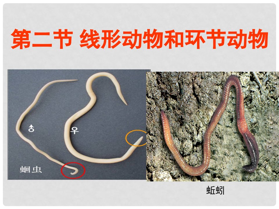 八年级生物上册