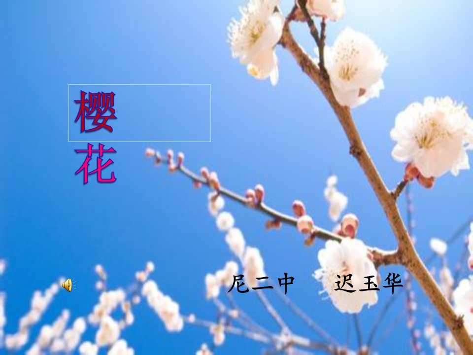 《樱花》课件