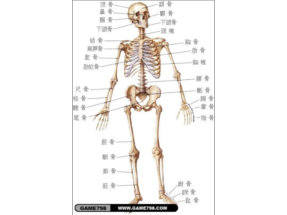 《角色建模素材图片》PPT课件