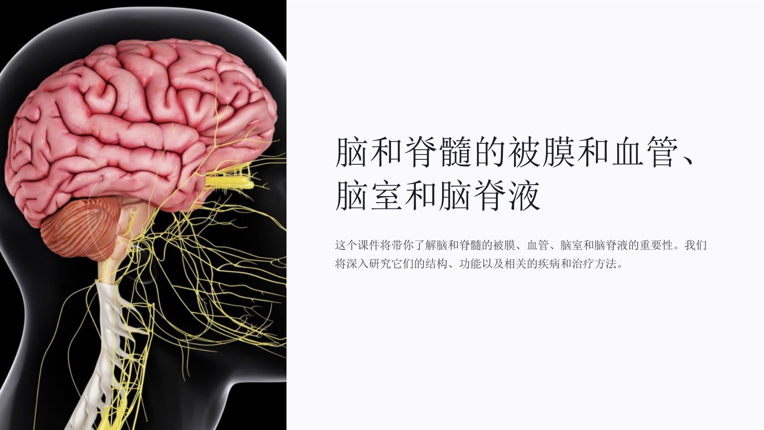 脑和脊髓的被膜和血管、脑室和脑脊液课件