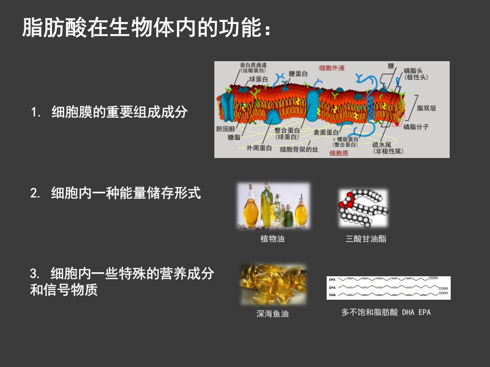 脂肪酸的生物合成