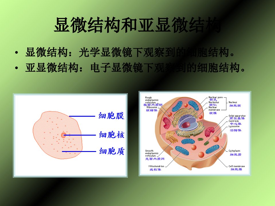 细胞的类型与结构PPT幻灯片