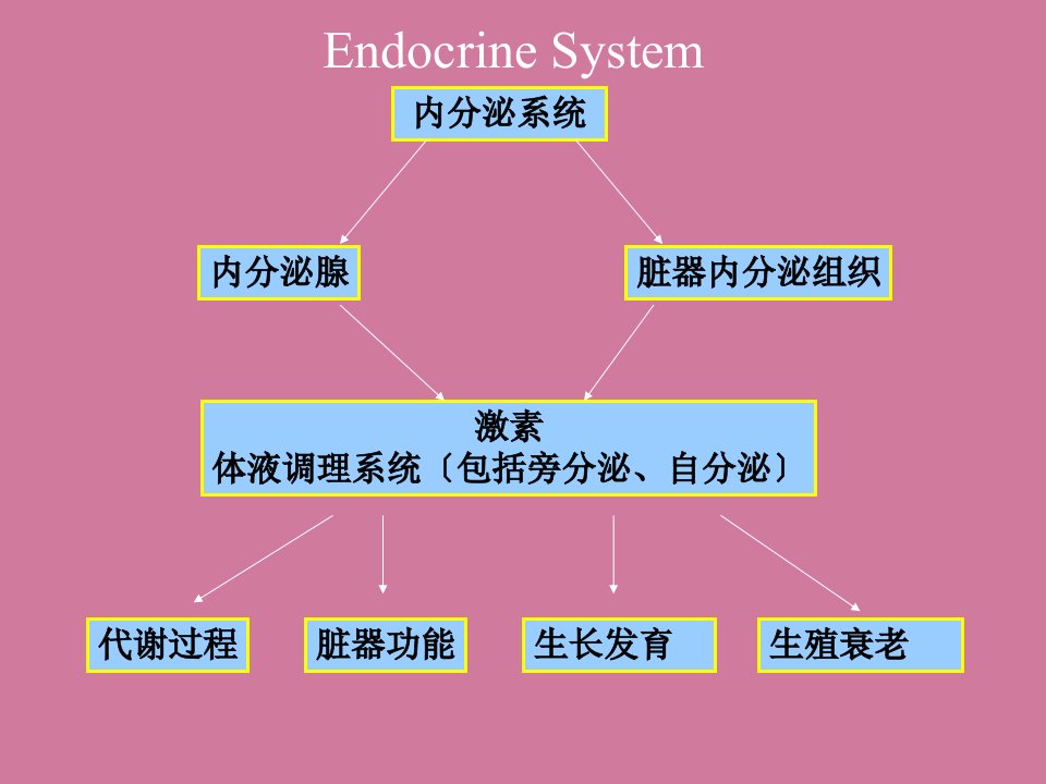 内分泌的分子生物学finalppt课件