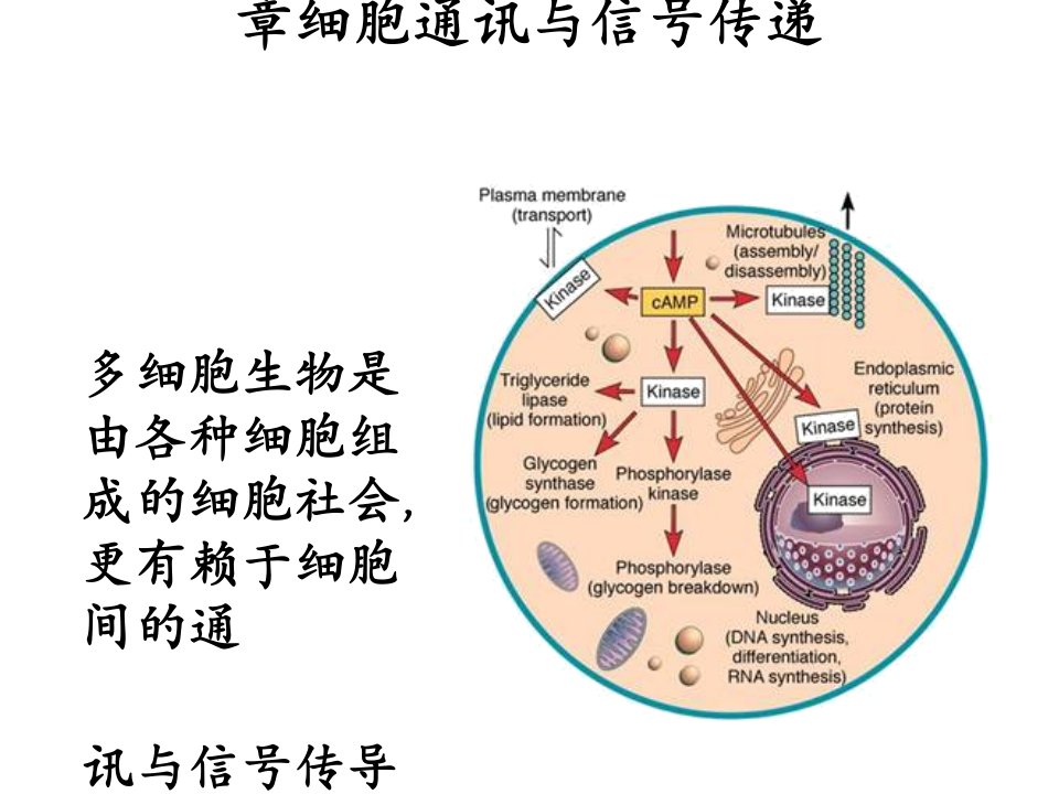 细胞通讯与信号传递