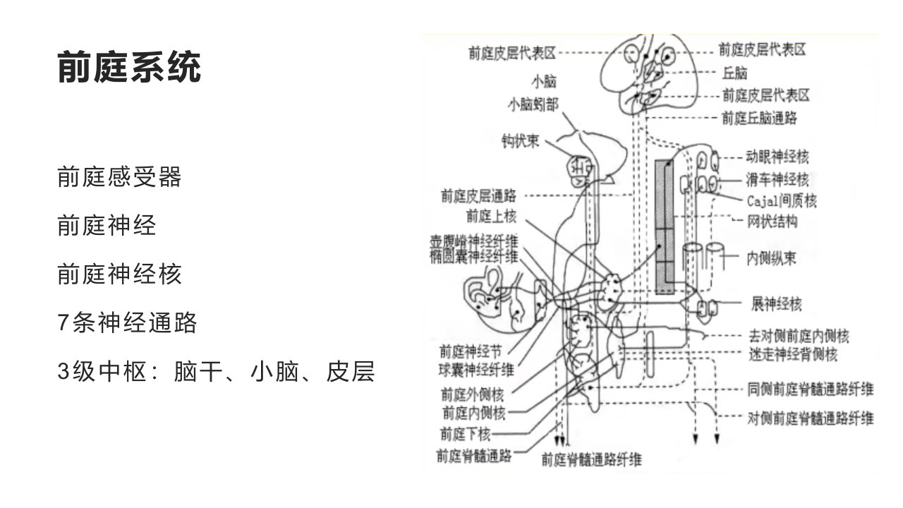 眼震的形成机制ppt课件