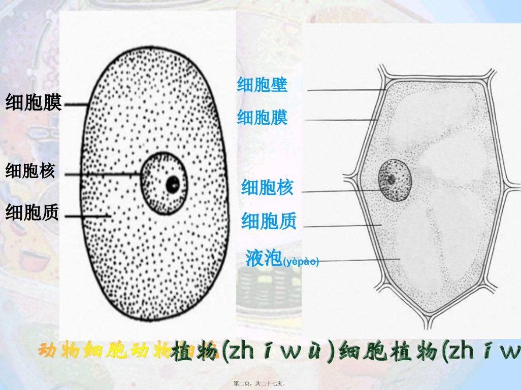 医学专题细胞器系统内的分工合作