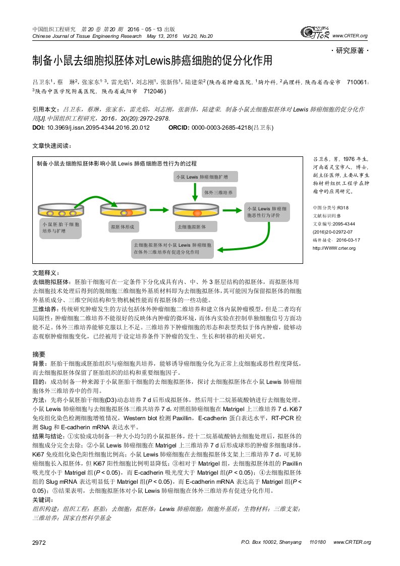 制备小鼠去细胞拟胚体对Lewis肺癌细胞的促分化作用