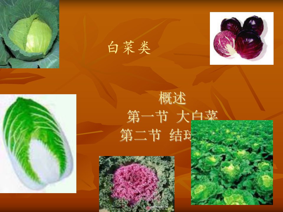 《白菜类蔬菜》PPT课件