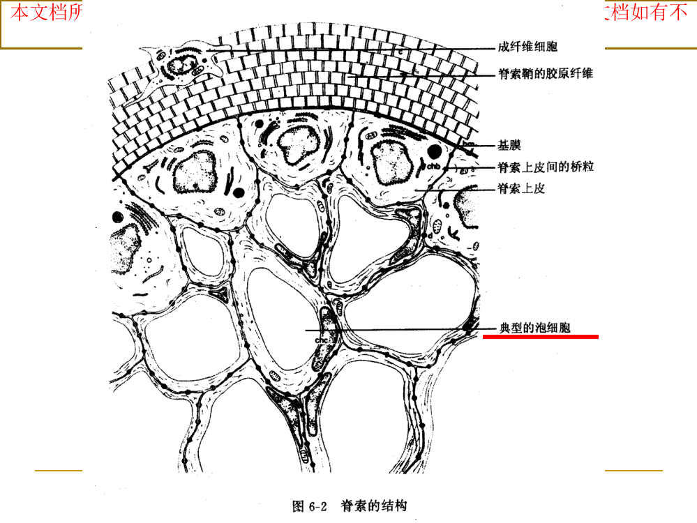 脊索动物专题知识宣讲培训课件