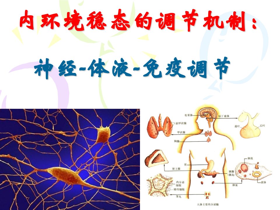 2.4《免疫调节》课件申德伟