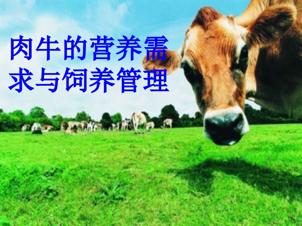 肉牛的营养需求与饲养管理PPT课件