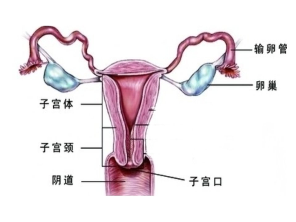 病理学教学课件女性生殖系统