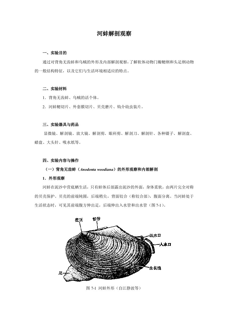 实验十-河蚌解剖及其他软体动物门