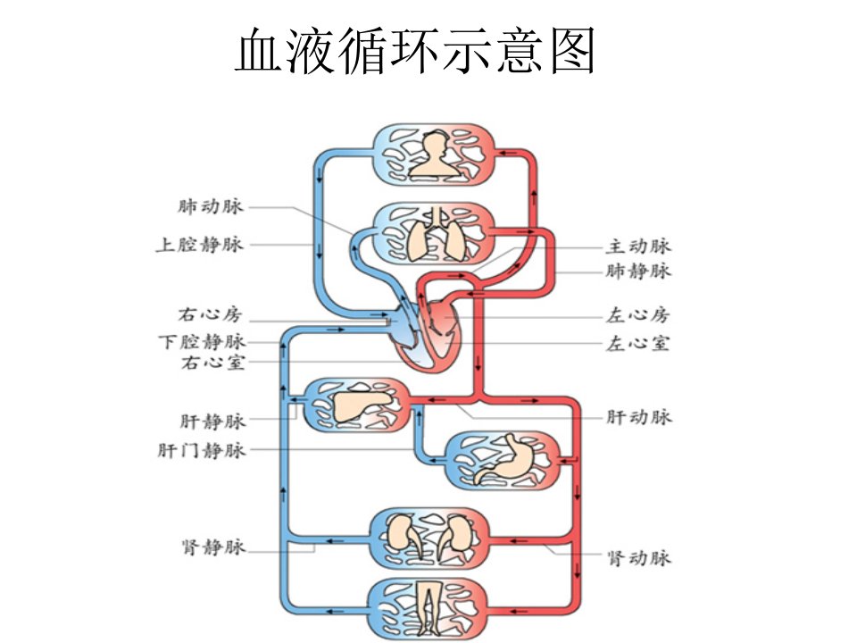 血液循环示意图