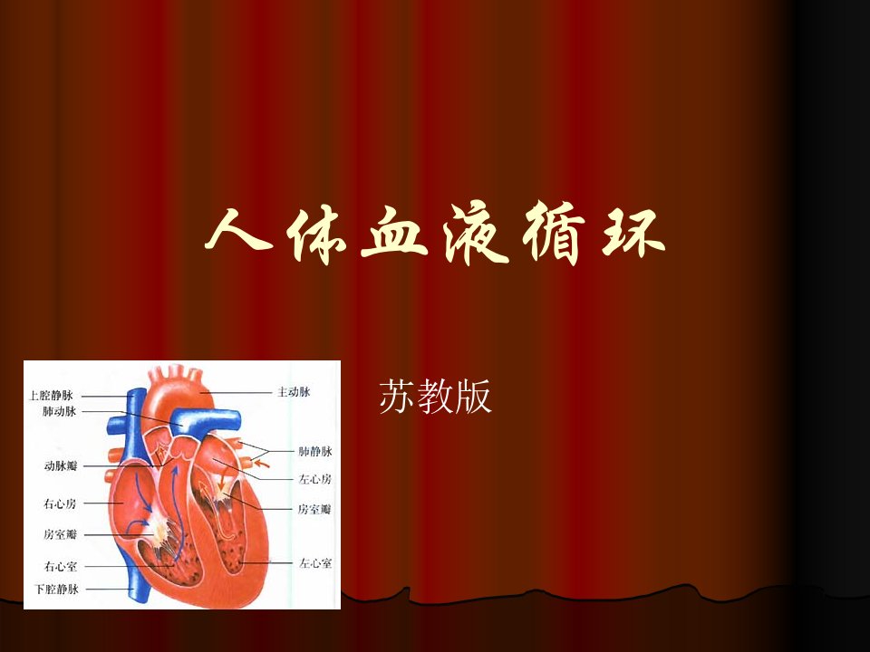 生物：10.2《人体血液循环》课件（苏教版七下）